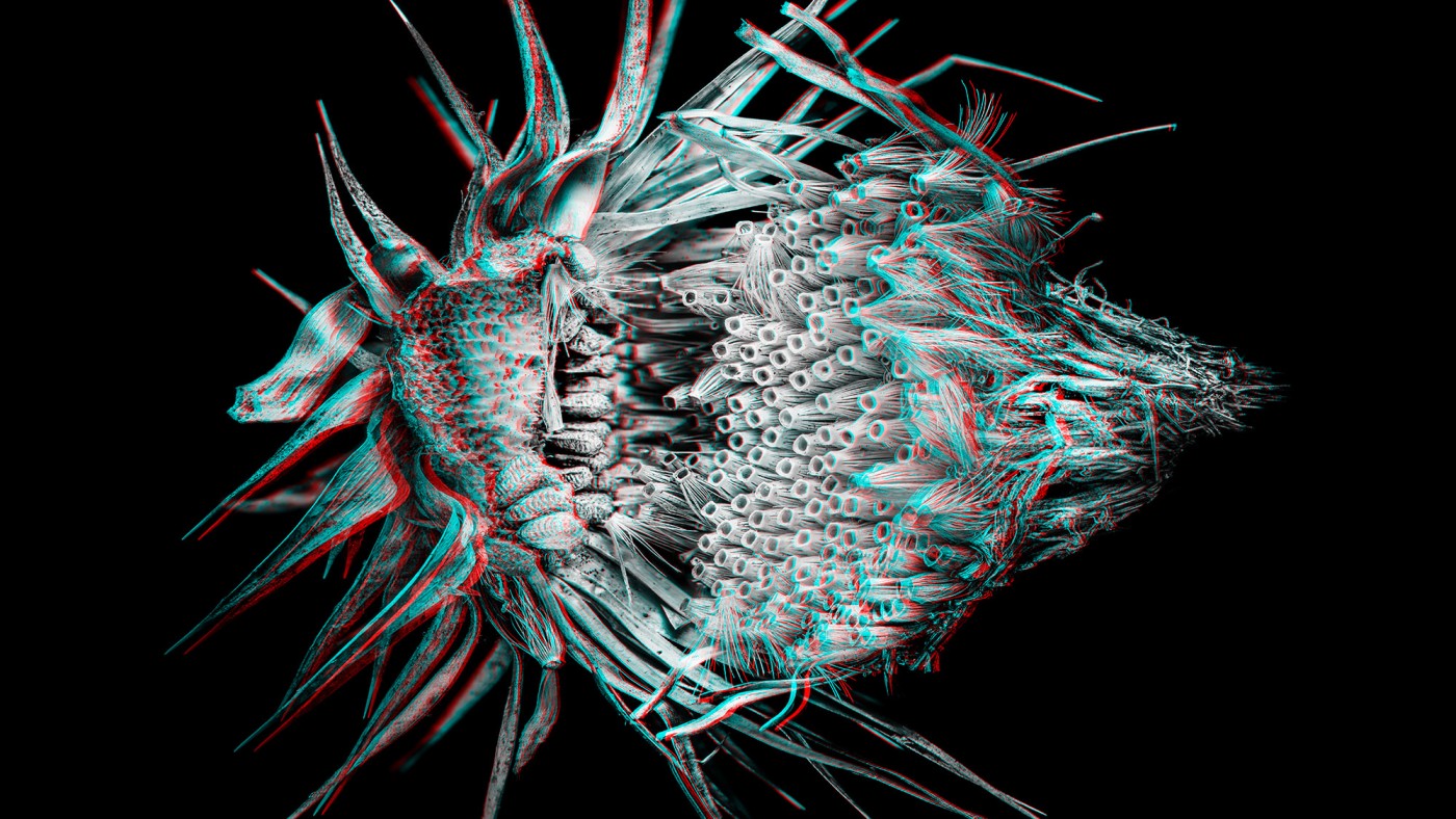 3D-picture of a plant