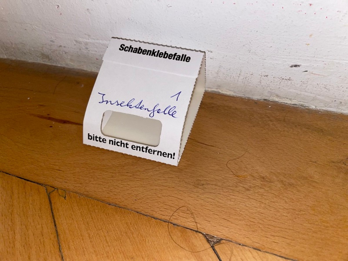 Eingesetzte Klebefalle für laufende Insekten am Boden: Weiße Klebefalle mit der handschriftlichen Aufschrift 'Insektenfalle' steht an einer Wand auf Parkettboden. (KI-generierter Alt-Text, erstellt mit GPT-4.1-mini)