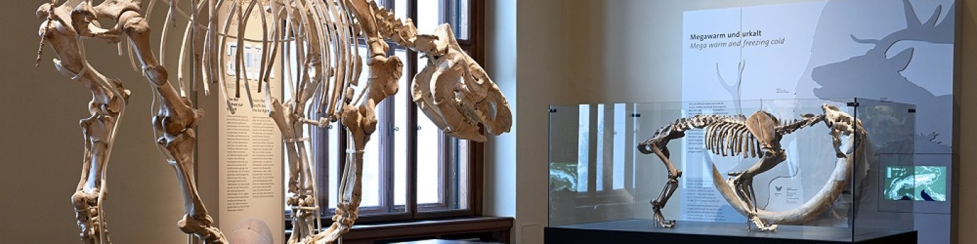 : © NHM Wien, C. Potter