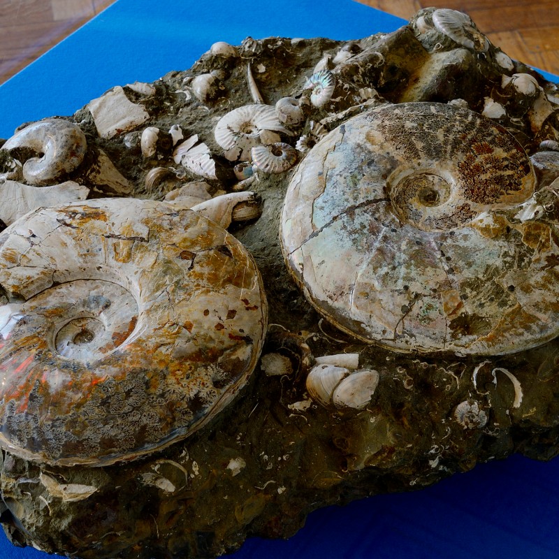 Large fossil rock with two large and multiple smaller fossilized ammonites, spiral banded, on a blue surface. (AI-generated
                                 alt-text, generated with GPT-4.1-mini)