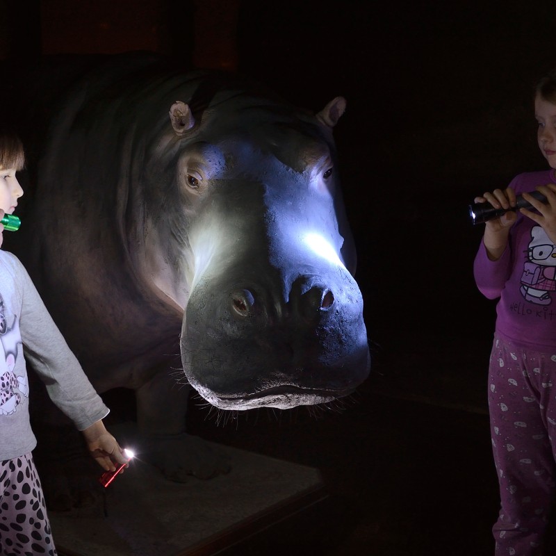 Two children in pajamas shine flashlights on a mounted hippopotamus head in a dark room. (AI-generated alt-text,
                                 generated with GPT-4.1-mini)