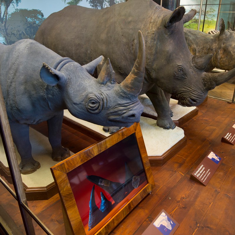 Three mounted rhinoceroses side by side in a glass display case, with a framed exhibit and several labeled panels
                                 in front. (AI-generated alt-text, generated with GPT-4.1-mini)