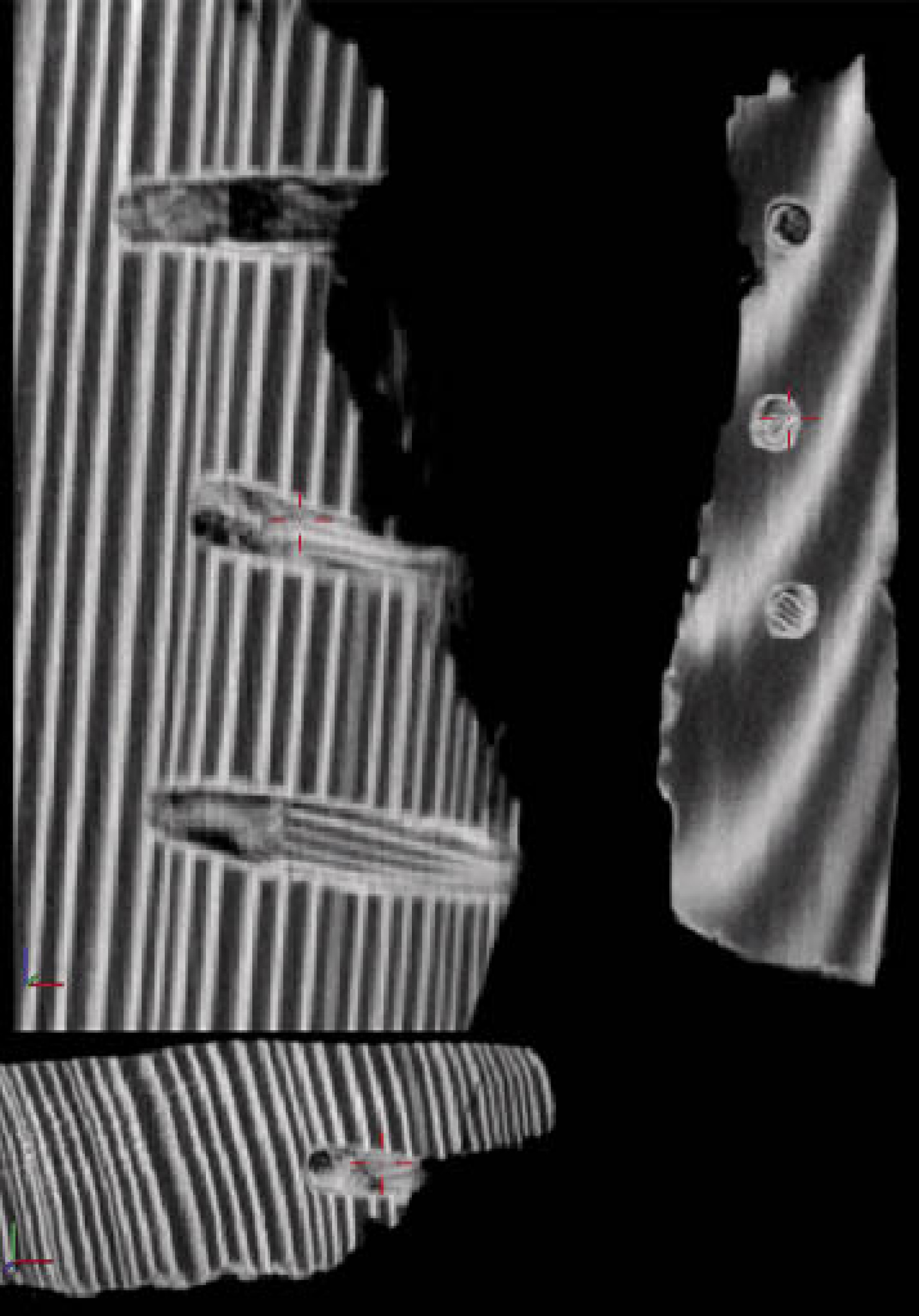 : Im Tomographen-Schnittbild des bronzezeitlichen Eimerbodens sind die einzelnen Jahrringe sowie die Holznägel zur Befestigung der Wand zu erkennen. (Bild: Fachhochschule Wels)