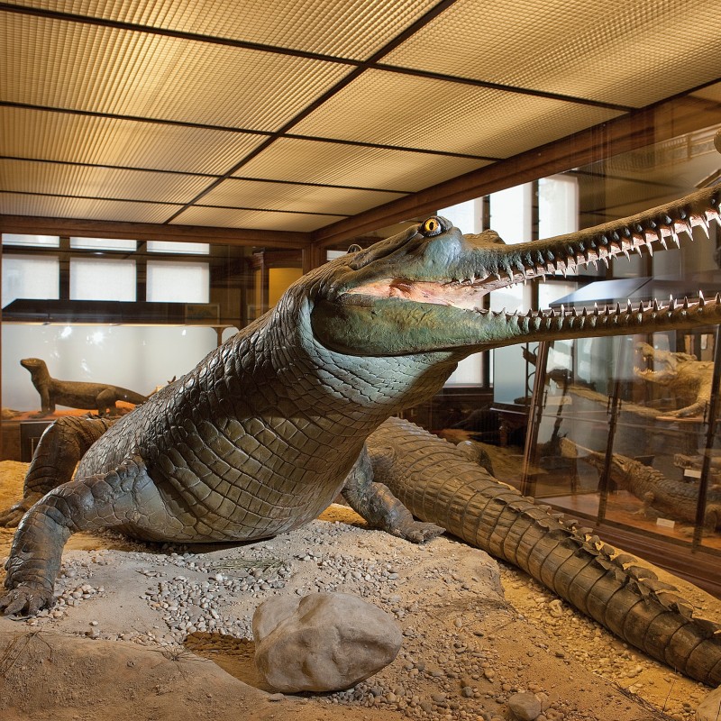 Ein präpariertes Gangesgavial-Pärchen; eines mit weit aufgerissenem Maul und sichtbaren Zähnen in einer Vitrine.
                                 (KI-generierter Alt-Text, erstellt mit GPT-4.1-mini)