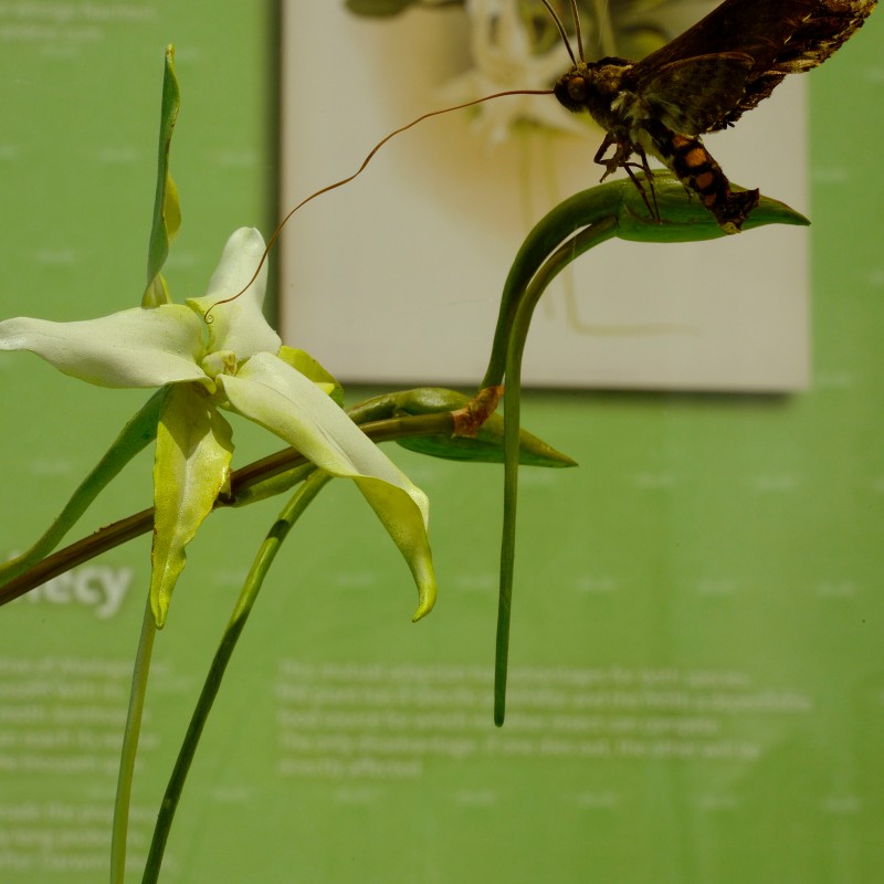 Butterfly with long antennae perched on green leaf next to white-green orchid flower against green background (AI-generated
                                 alt-text, generated with GPT-4.1-mini)