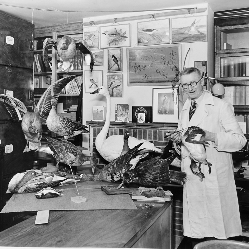 Älterer Mann mit Brille und Kittel steht in einem Raum voller ausgestopfter Vögel und hält einen Vogel in der Hand.
                                 Im Hintergrund Regale, Schränke und gerahmte Vogelzeichnungen an der Wand. (KI-generierter Alt-Text, erstellt mit GPT-4.1-mini)