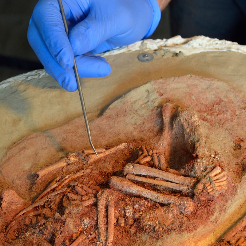 Hand wearing blue gloves holds a metal tool above human bone remains in soil or sediment. (AI-generated alt-text,
                                 generated with GPT-4.1-mini)