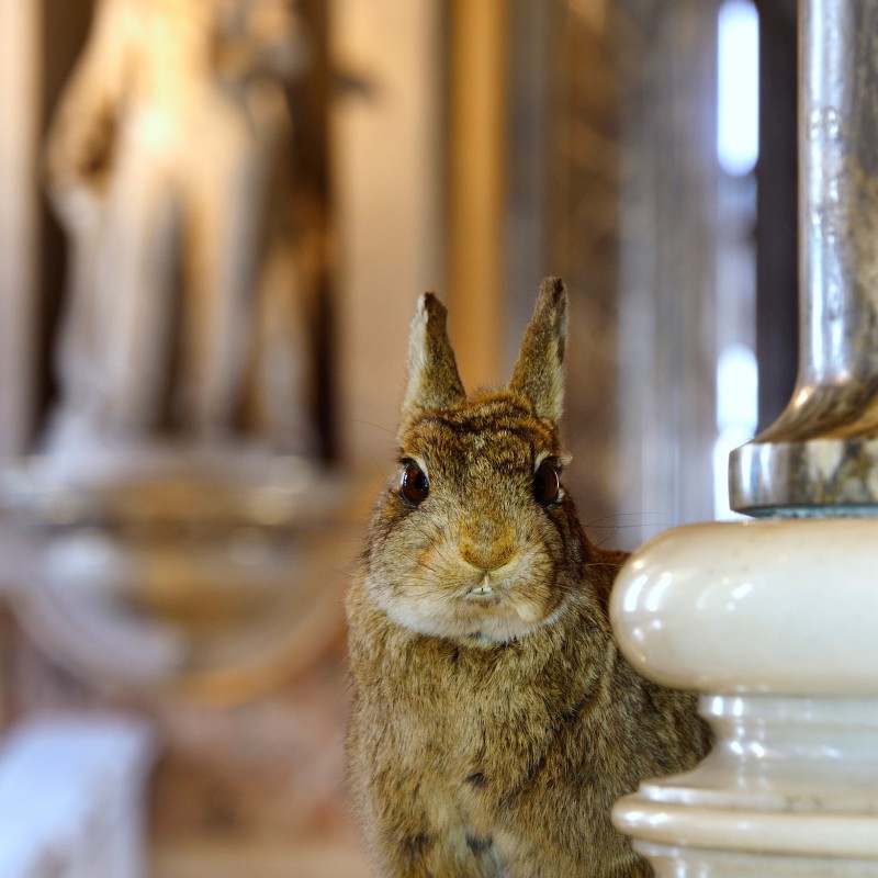 Kaninchen sitzt auf einem Marmorsockel im prunkvollen Innenraum mit unscharfer Skulptur im Hintergrund. (KI-generierter
                                 Alt-Text, erstellt mit GPT-4.1-mini)