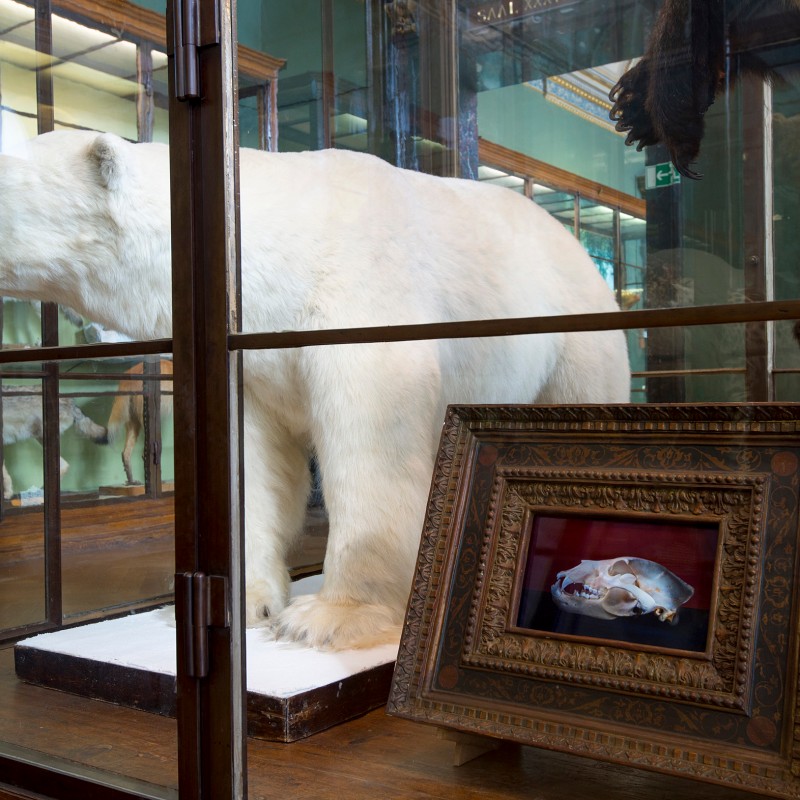 Taxidermy polar bear in a glass display case, a framed animal skull on red fabric in front. (AI-generated alt-text,
                                 generated with GPT-4.1-mini)