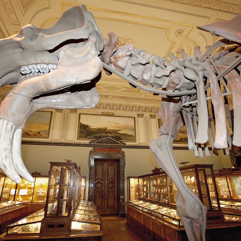 Large fossil skeleton of an elephant with long tusks in a museum hall, glass display cases with exhibits in the
                                 background. (AI-generated alt-text, generated with GPT-4.1-mini)