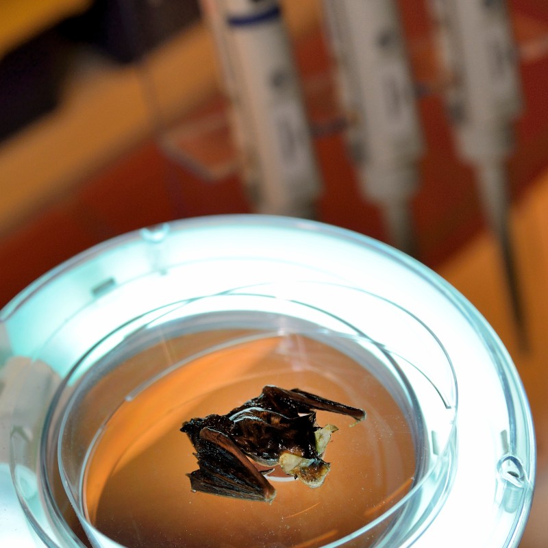 Zerlegter Fledermauskörper auf einer runden Leuchtlupe in einem Labor mit Pipetten im Hintergrund. (KI-generierter
                                 Alt-Text, erstellt mit GPT-4.1-mini)