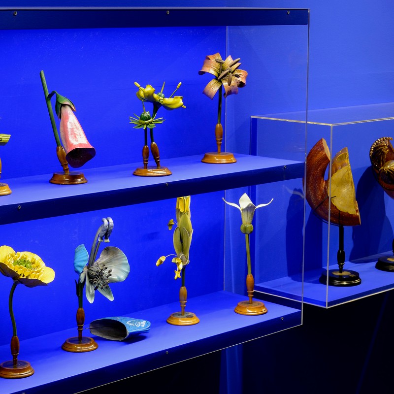 Arrangement of detailed models of various botanical plant parts on two blue display shelves and in two transparent
                                 acrylic cases. (AI-generated alt-text, generated with GPT-4.1-mini)
