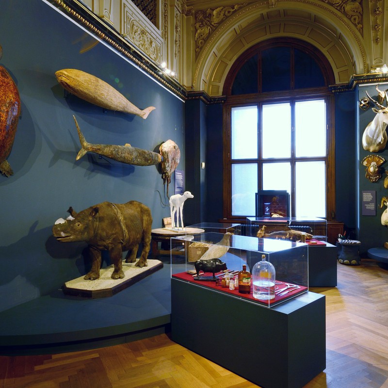Stuffed turtle, whale, and rhinoceros with various other mounted animals in an exhibition room with wooden floor
                                 and ornate walls. (AI-generated alt-text, generated with GPT-4.1-mini)