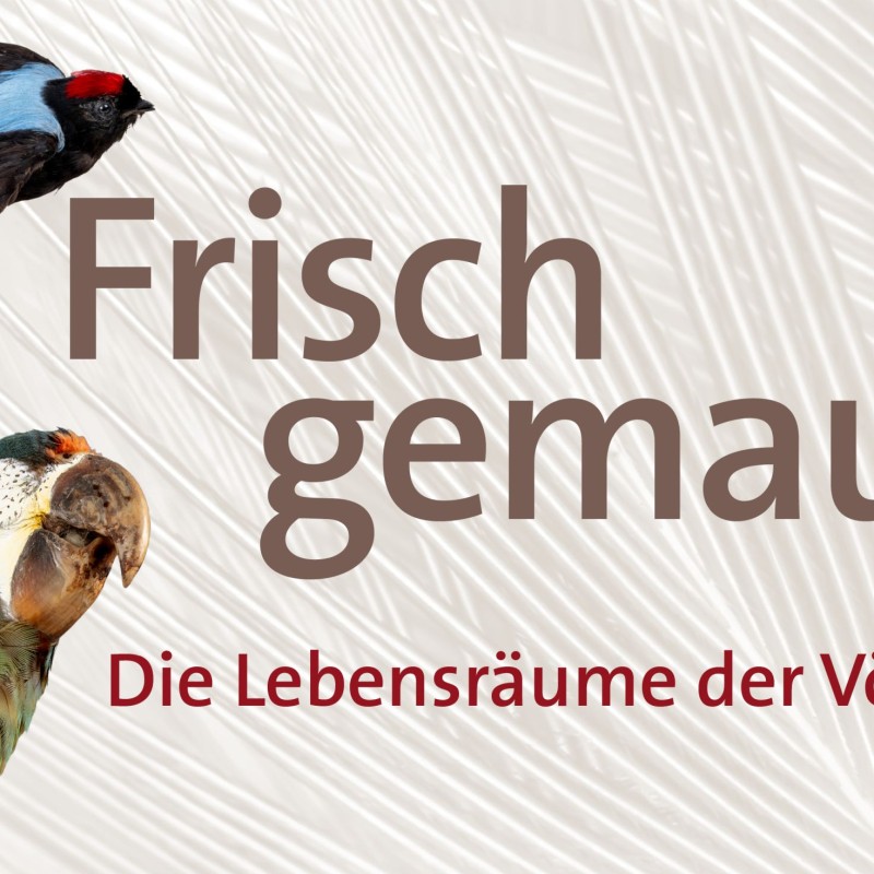 Abbildung von drei Vögeln, im Mittelpunkt der Text: 