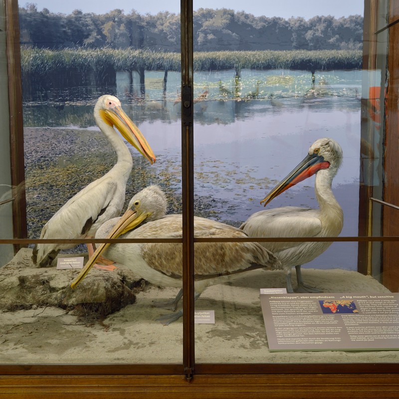 Three stuffed pelicans of different species in a museum display case with reeds and water background (AI-generated
                                 alt-text, generated with GPT-4.1-mini)