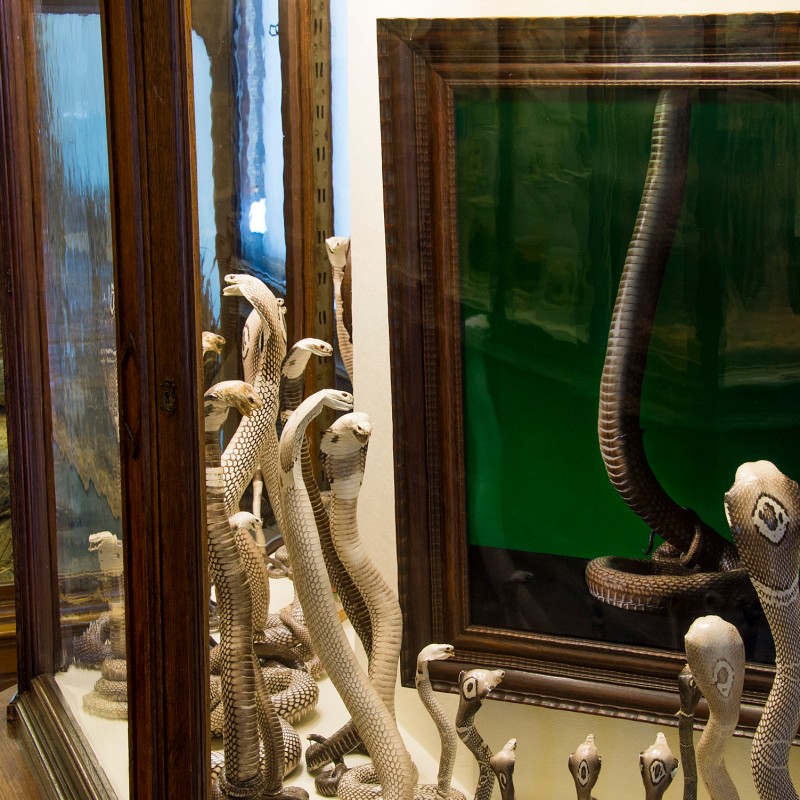 Präparierte
                                 Schlangen mit aufgerichteten Köpfen hinter Glasvitrine, Spiegelung des Ausstellungsraums, großes Schlangenfoto im Holzrahmen
                                 im Hintergrund. (KI-generierter Alt-Text, erstellt mit GPT-4.1-mini)