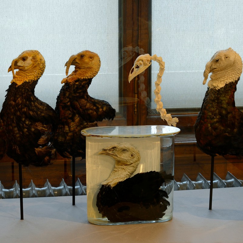 Six taxidermy bird specimens in a row, beside a bird skeleton and a bird head preserved in a glass container with
                                 liquid. (AI-generated alt-text, generated with GPT-4.1-mini)