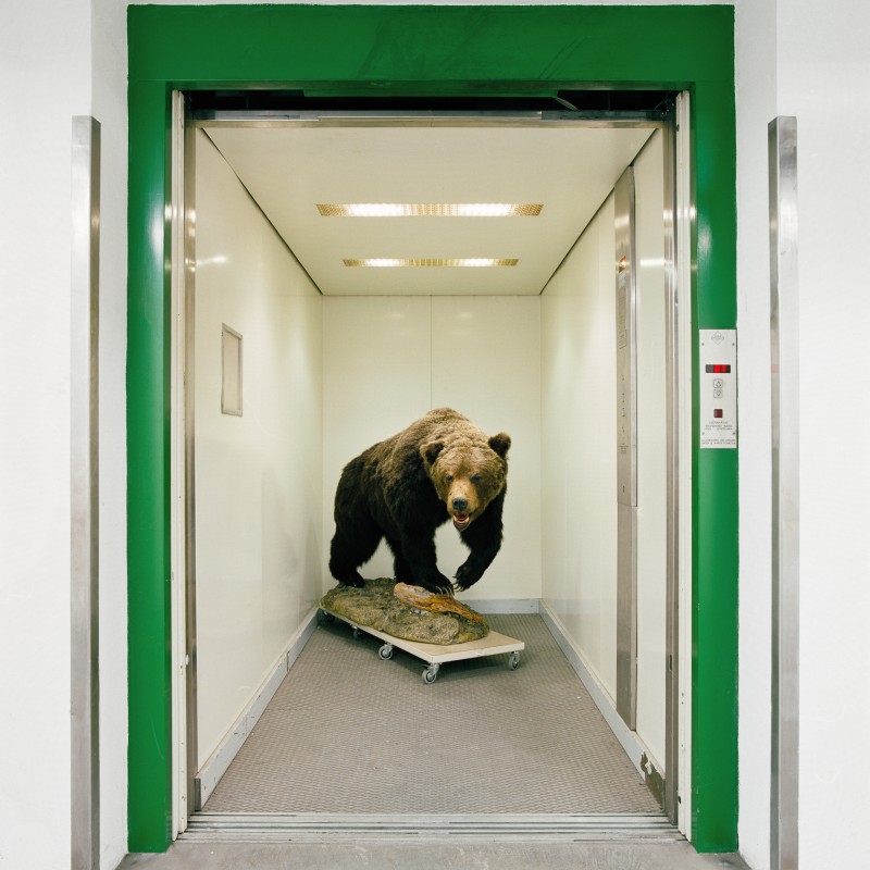 Präparierter Bär auf einer fahrbaren Plattform steht in einem offenen Aufzug mit grünem Rahmen. (KI-generierter
                                 Alt-Text, erstellt mit GPT-4.1-mini)