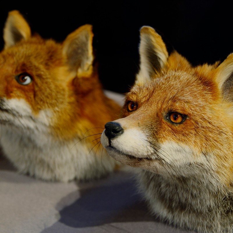 Two
                                 mounted fox heads with upright ears and dense fur facing right. (AI-generated alt-text, generated with GPT-4.1-mini)