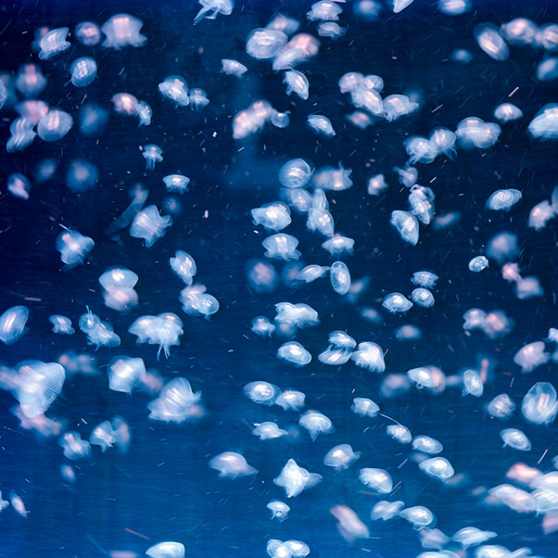 Quallenfarm, Künzell, Deutschland, 2023