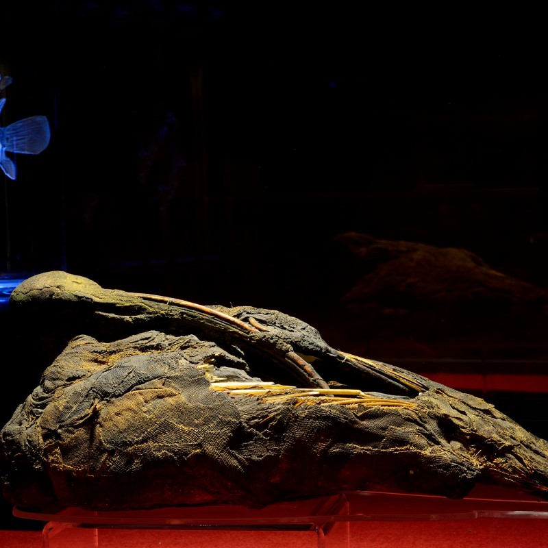 Large mummified bird skull with preserved beak, next to a small animal specimen displayed in liquid in a cylinder,
                                 dark background. (AI-generated alt-text, generated with GPT-4.1-mini)