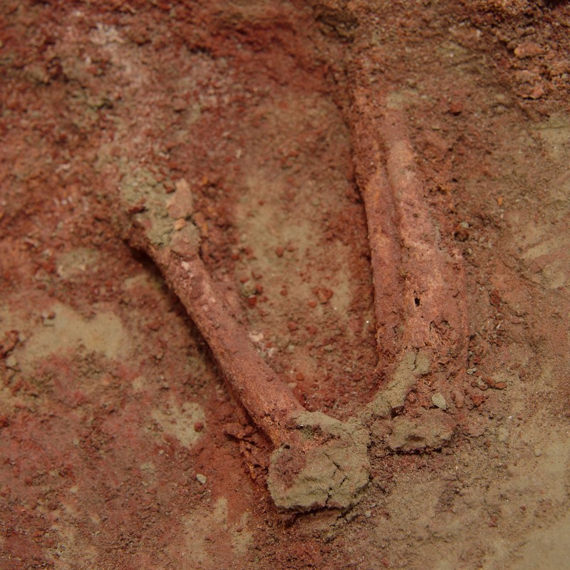 Earthy surface with exposed bones in a curved position. (AI-generated alt-text, generated with GPT-4.1-mini)