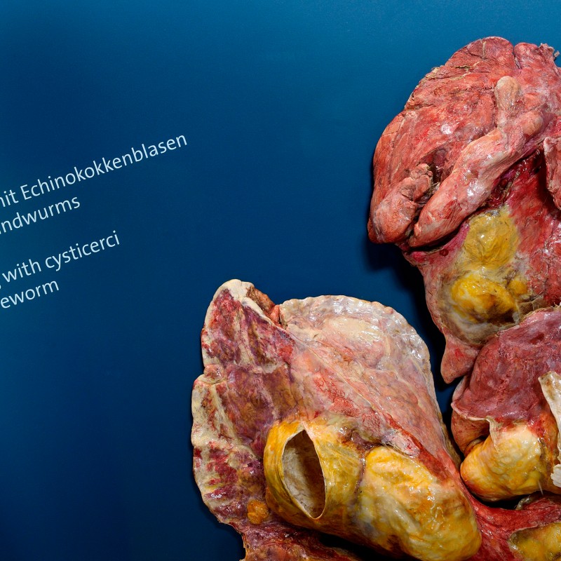 Cattle lung specimen with multiple large yellow cysts against a blue background. Clearly legible text in the upper
                                 left. (AI-generated alt-text, generated with GPT-4.1-mini)