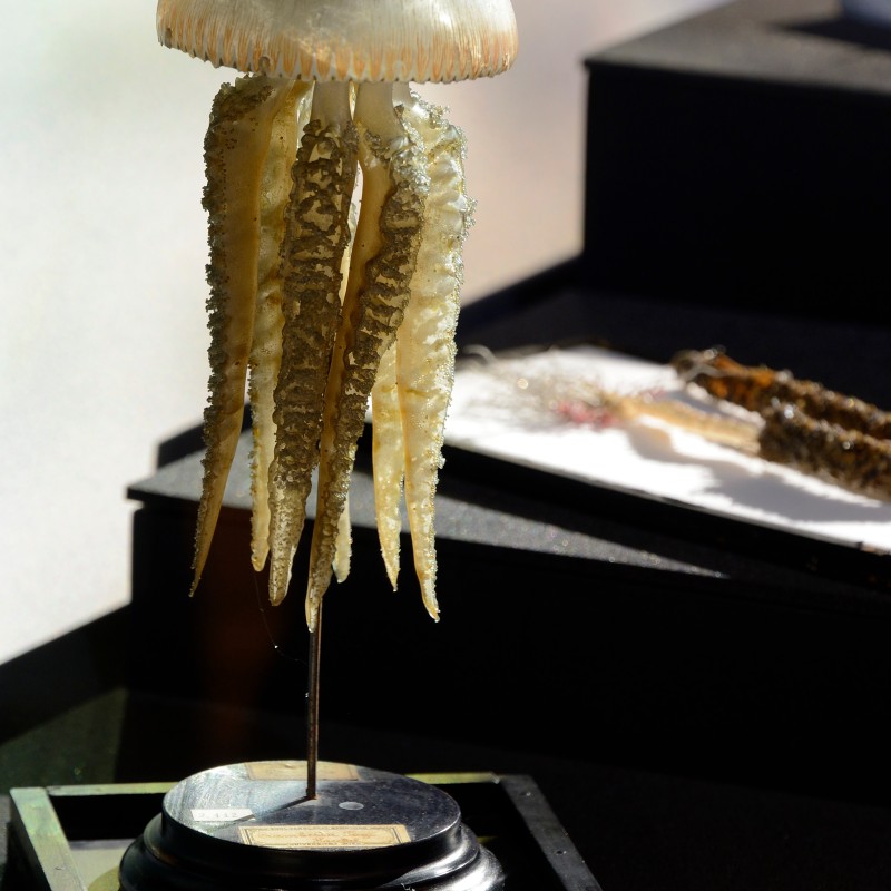 Preserved jellyfish with bell and several long tentacles displayed on a black base. (AI-generated alt-text, generated
                                 with GPT-4.1-mini)