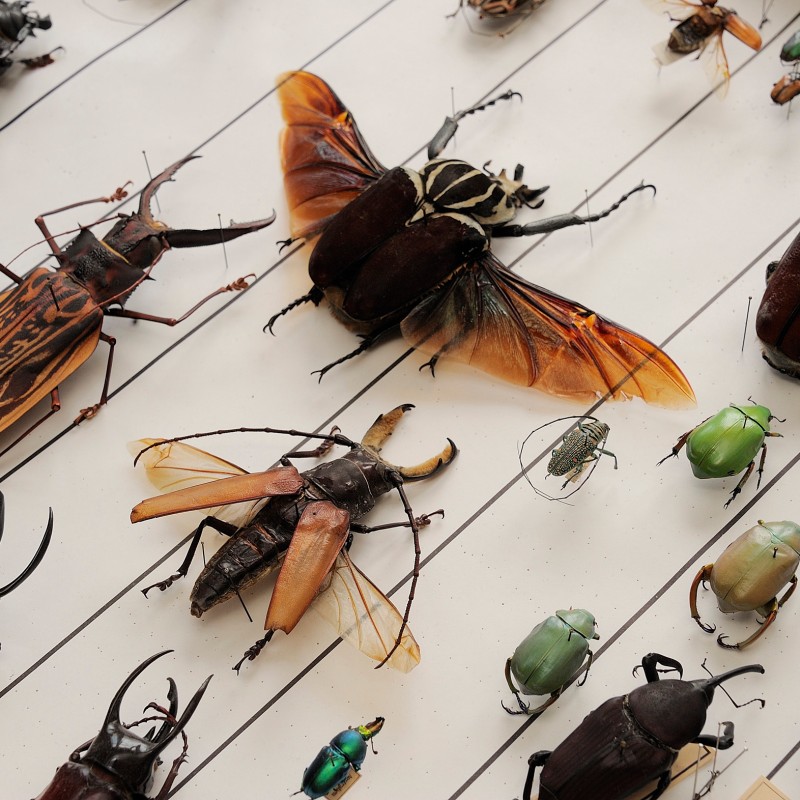 Various beetles arranged side by side on white cards, some with open wings, different sizes and colors. (AI-generated
                                 alt-text, generated with GPT-4.1-mini)