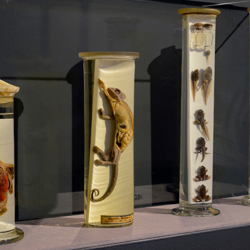 Four glass cylinders displaying reptiles and organ specimens of various sizes preserved in liquid, arranged side
                                 by side. (AI-generated alt-text, generated with GPT-4.1-mini)