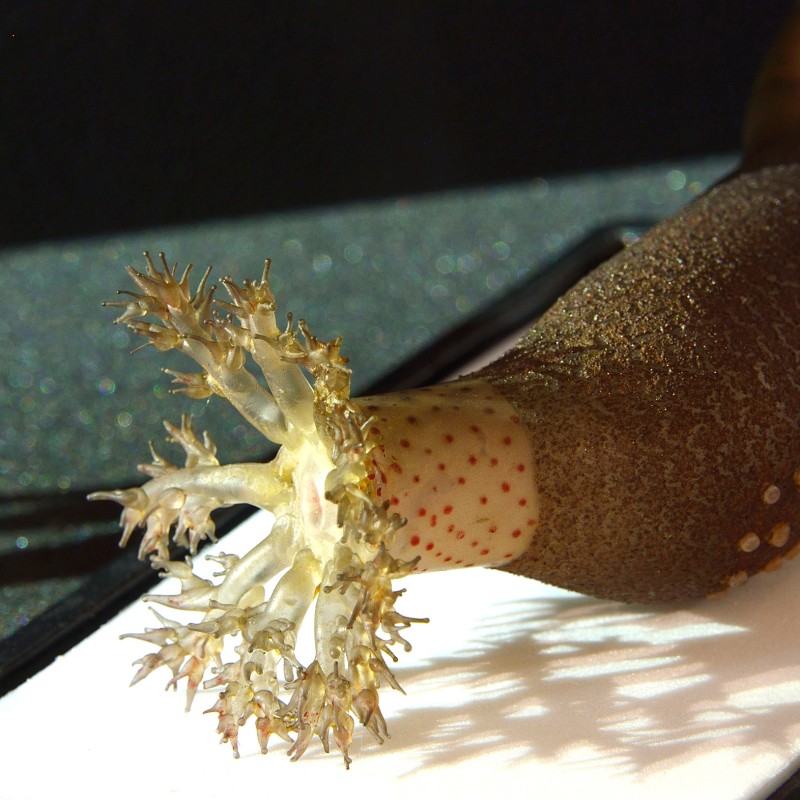 Brown sea star arm with a pale underside dotted with red spots and spread whitish tentacles at the tip. (AI-generated
                                 alt-text, generated with GPT-4.1-mini)