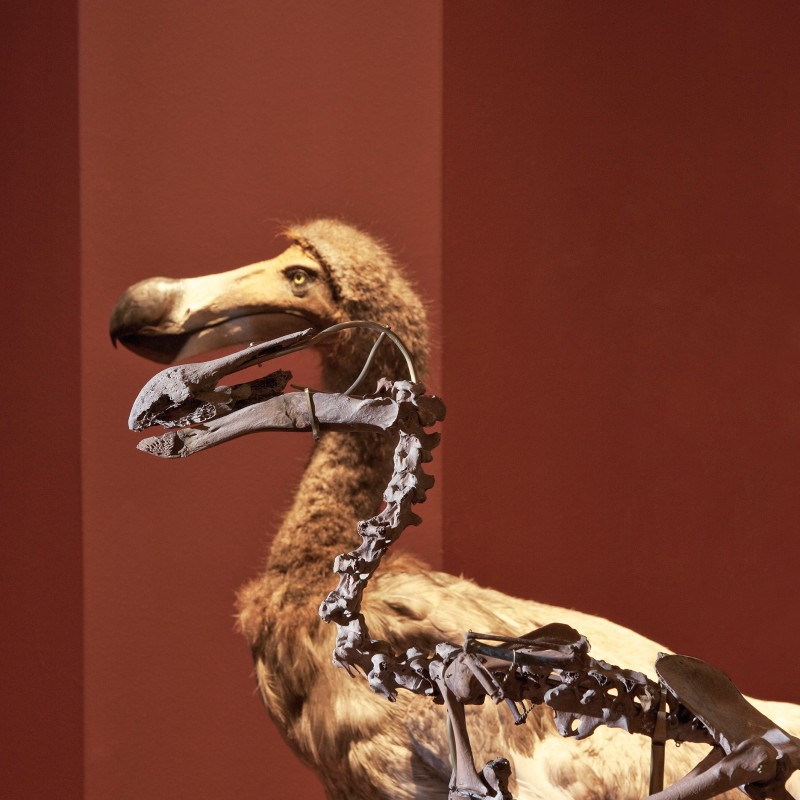 Dodo mount with partial reconstruction: The head is naturalistically modeled, while the beak and chest show bone
                                 fragments. (AI-generated alt-text, generated with GPT-4.1-mini)