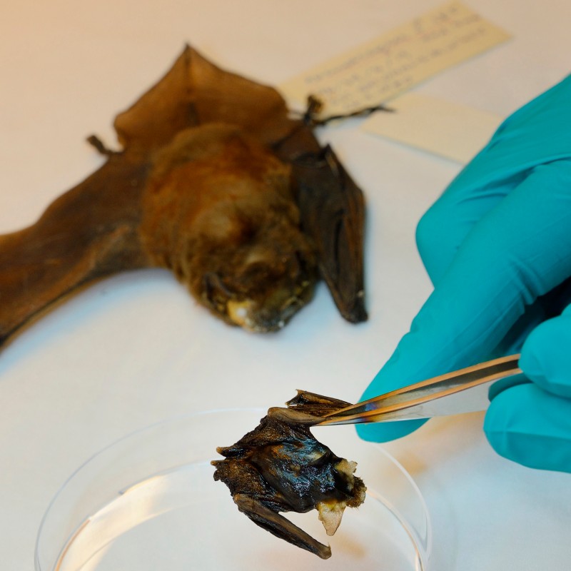 Nahaufnahme einer kleinen präparierten Fledermaus. Eine Hand mit blauem Handschuh hält ein getrocknetes Körperteil
                                 mit einer Pinzette über eine Petrischale. (KI-generierter Alt-Text, erstellt mit GPT-4.1-mini)