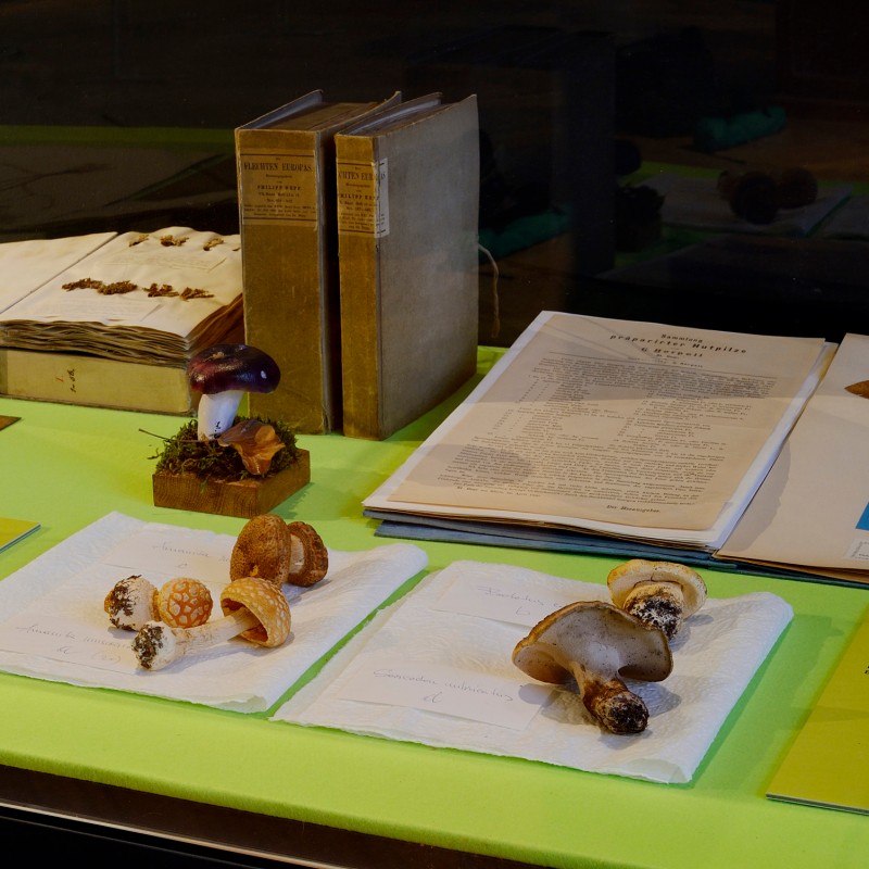 Display case with open books, several mushroom models, and handwritten notes on sheets of paper in front of yellow
                                 information panels. (AI-generated alt-text, generated with GPT-4.1-mini)