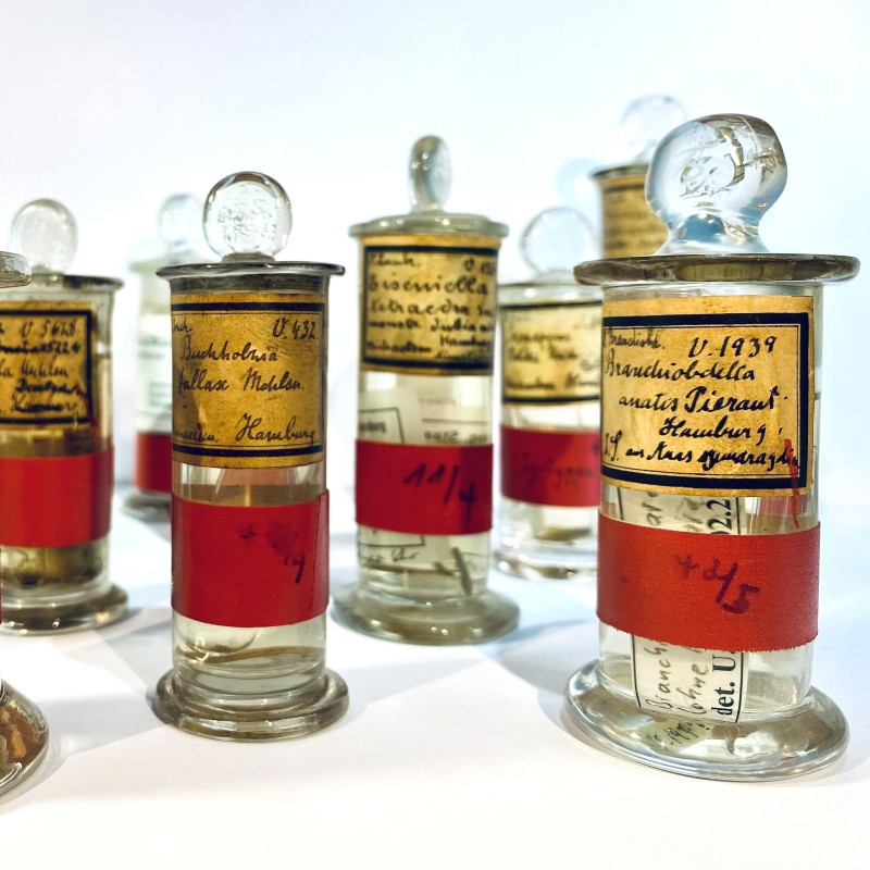 Für jede bekannte Art gibt es in naturwissenschaftlichen Sammlungen ein Typusexemplar, das zur offiziellen Beschreibung
                                 und Benennung einer Art verwendet wurde. Die DNA dieser Exemplare ist für die Biodiversitätsforschung von unschätzbarem Wert.