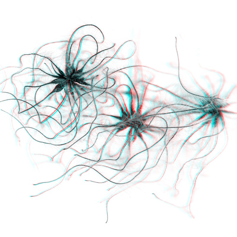 3D-Foto einer Pflanze, der gewöhnlichen Waldrebe