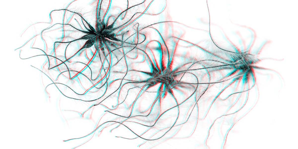 3D-Foto einer Pflanze, der gewöhnlichen Waldrebe