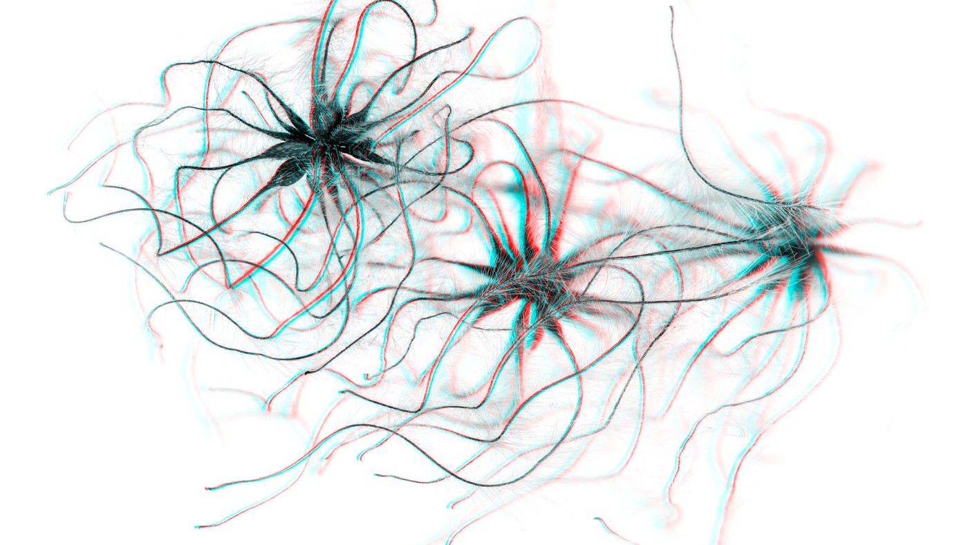 3D-picture of a plant