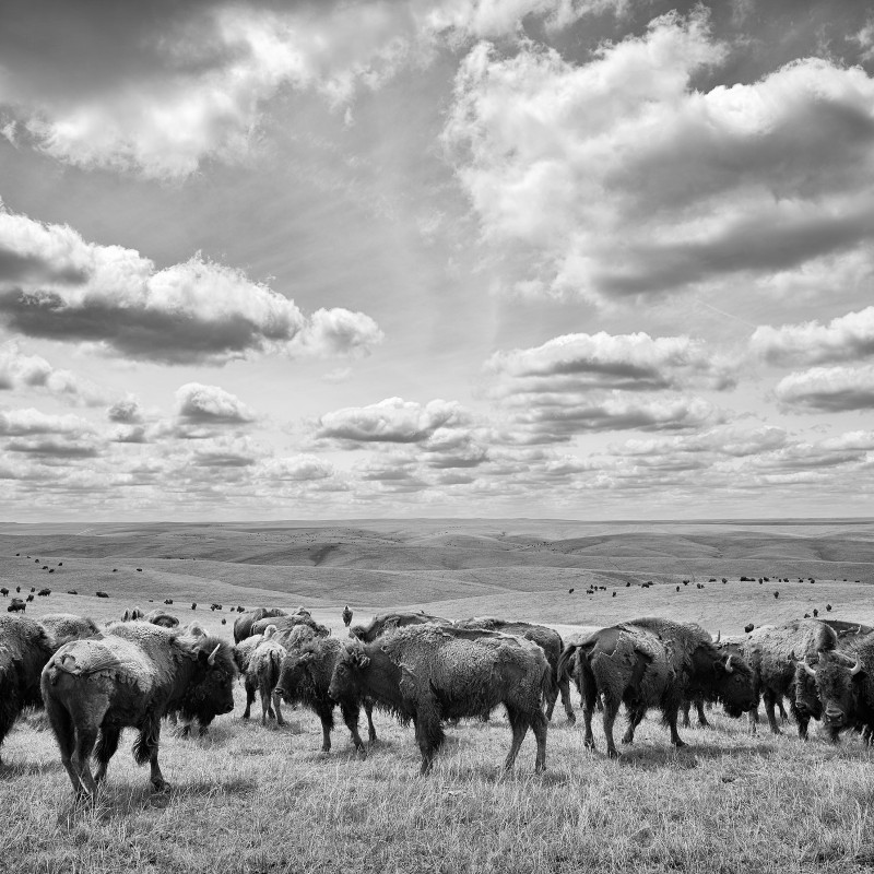Group of bison standing on open grassland, more bison scattered across gentle hills in the background. Many clouds
                                 in the sky above the horizon. (AI-generated alt-text, generated with GPT-4.1-mini)