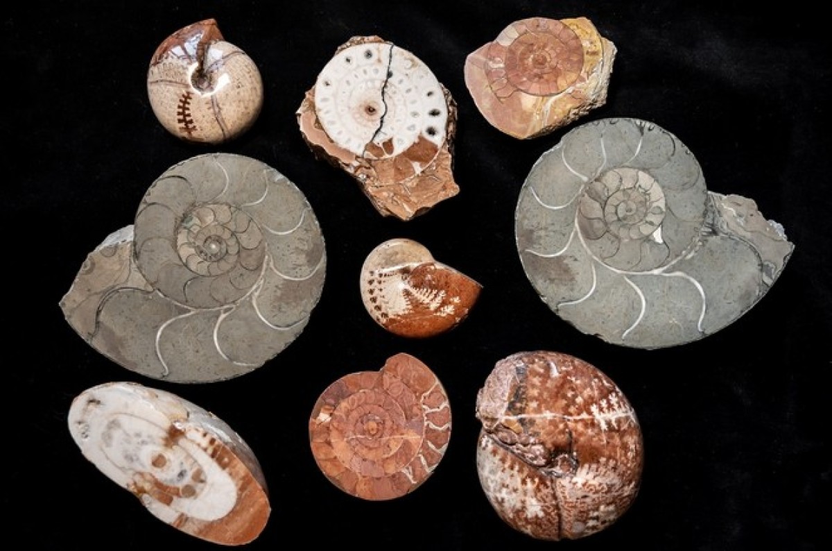 : Mehrere Ammoniten auf schwarzem Hintergrund