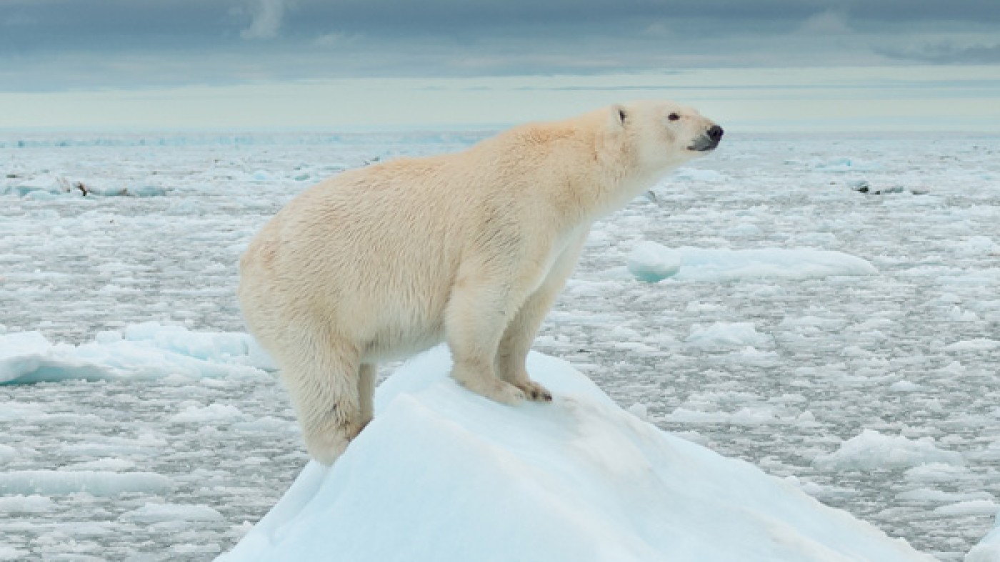 Polar bear; ©WWF; Richard Barret