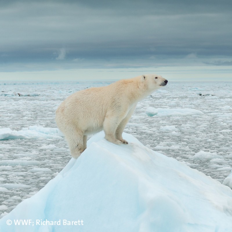 Der WWF will die weltweite Naturzerstörung stoppen und eine Zukunft gestalten, in der Mensch und Natur in Einklang
                                 miteinander leben.Eisbär; ©WWF; Richard Barret