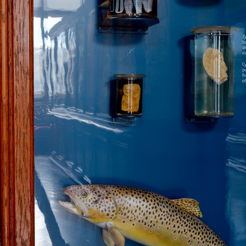 Preserved fish with spotted pattern in a display case, above it jars containing animal specimens in liquid. (AI-generated
                                 alt-text, generated with GPT-4.1-mini)
