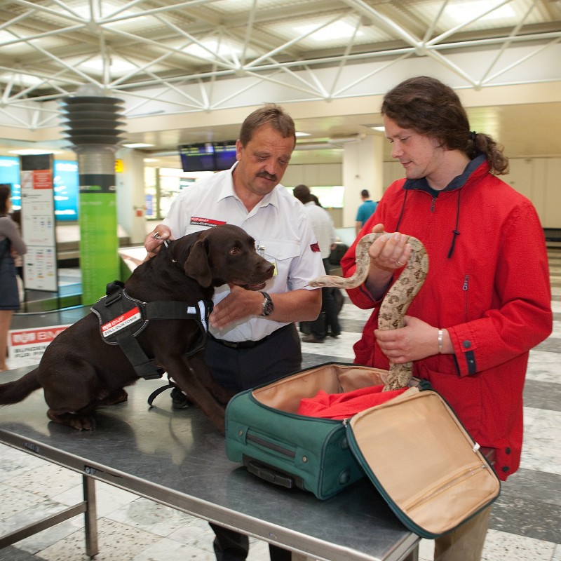 Mann in roter Jacke hält eine hell gemusterte Schlange vor offenem Koffer, daneben ein Uniformierter mit braunem
                                 Hund, der ein Dienstgeschirr trägt. (KI-generierter Alt-Text, erstellt mit GPT-4.1-mini)