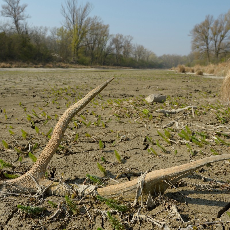 Dry river landscape with an antler lying in the foreground, cracked soil, and sparse green plants. (AI-generated
                                 alt-text, generated with GPT-4.1-mini)