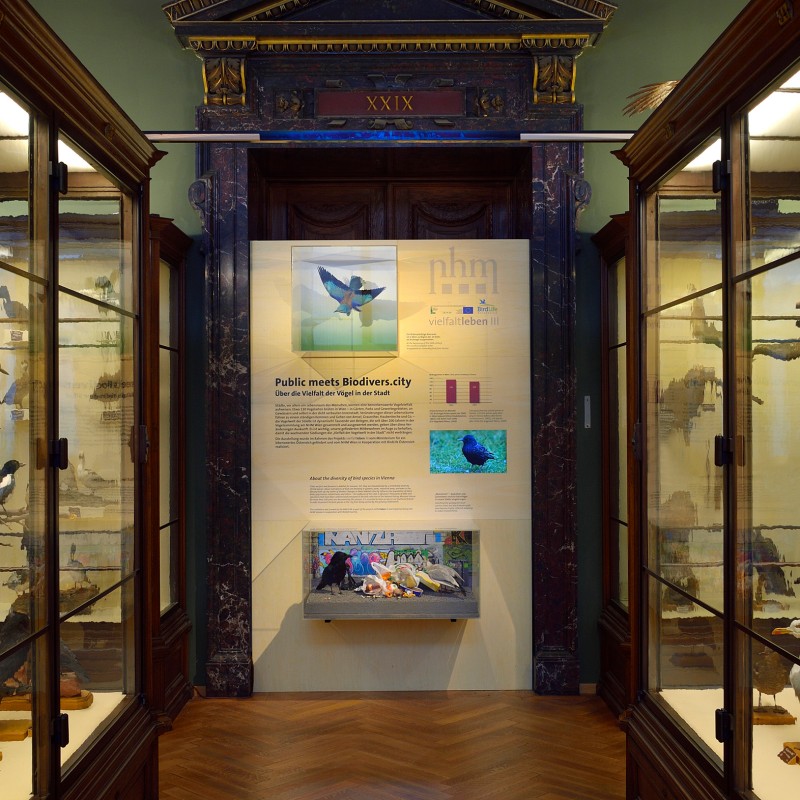 Corridor in a museum with display cases featuring multiple taxidermied birds on branches. Information panel with
                                 photos and English text in the background. (AI-generated alt-text, generated with GPT-4.1-mini)