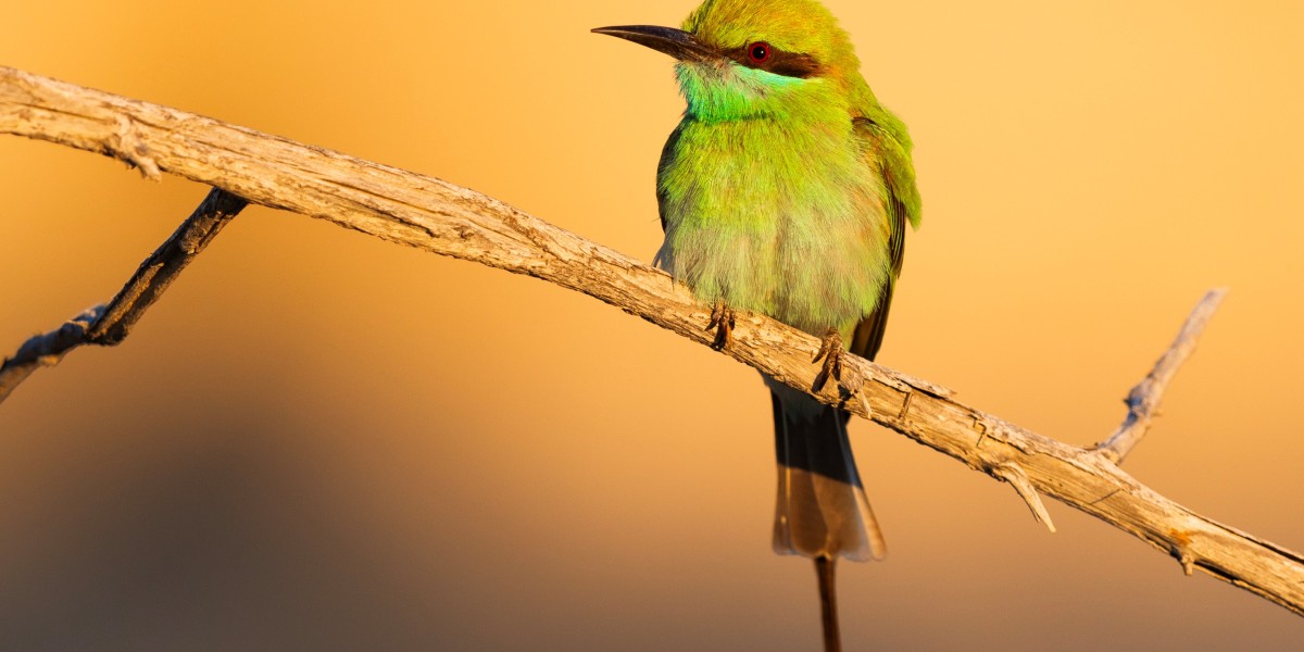 Smaragdspint
                                 © Leander Khil