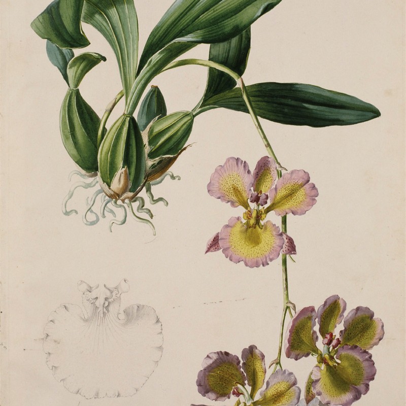 Illustration of an orchid stem with green-purple flowers and large elongated leaves, next to a fine black-and-white
                                 flower sketch. (AI-generated alt-text, generated with GPT-4.1-mini)