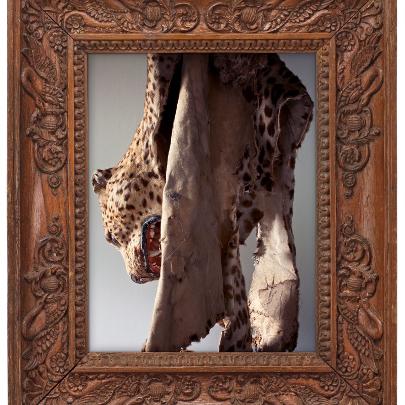 Faded, partially torn spotted animal hides hanging behind an ornately carved wooden frame. (AI-generated alt-text,
                                 generated with GPT-4.1-mini)