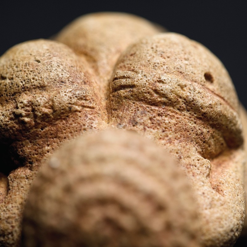 Close-up of the Venus of Willendorf’s head with prominently textured, circular patterned surface. (AI-generated
                                 alt-text, generated with GPT-4.1-mini)